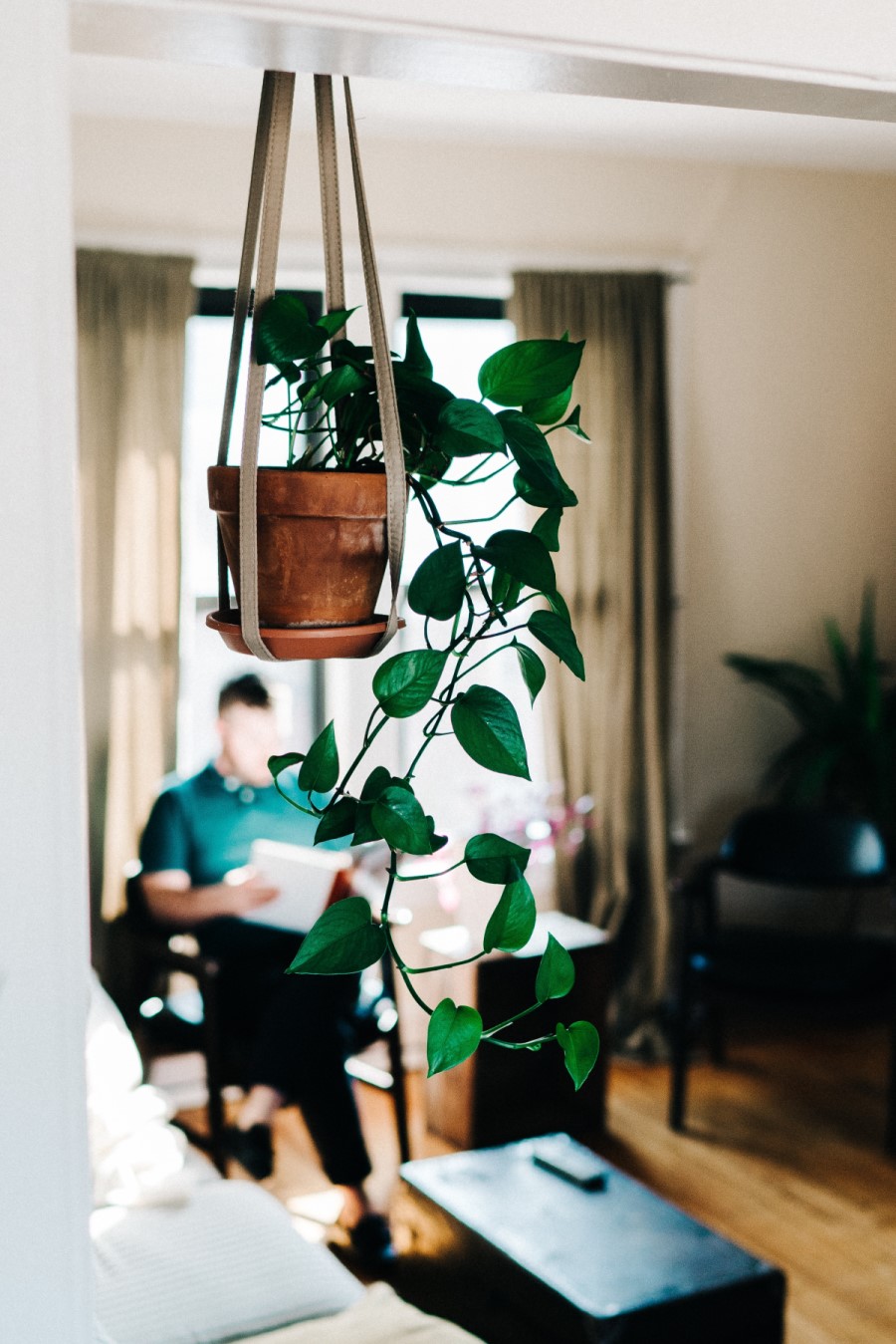 home office plant
